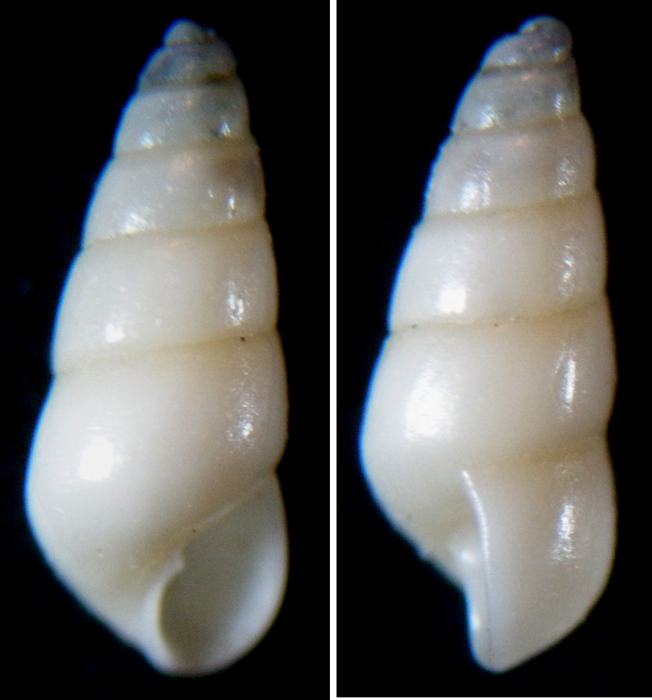 odostomia turriculata?